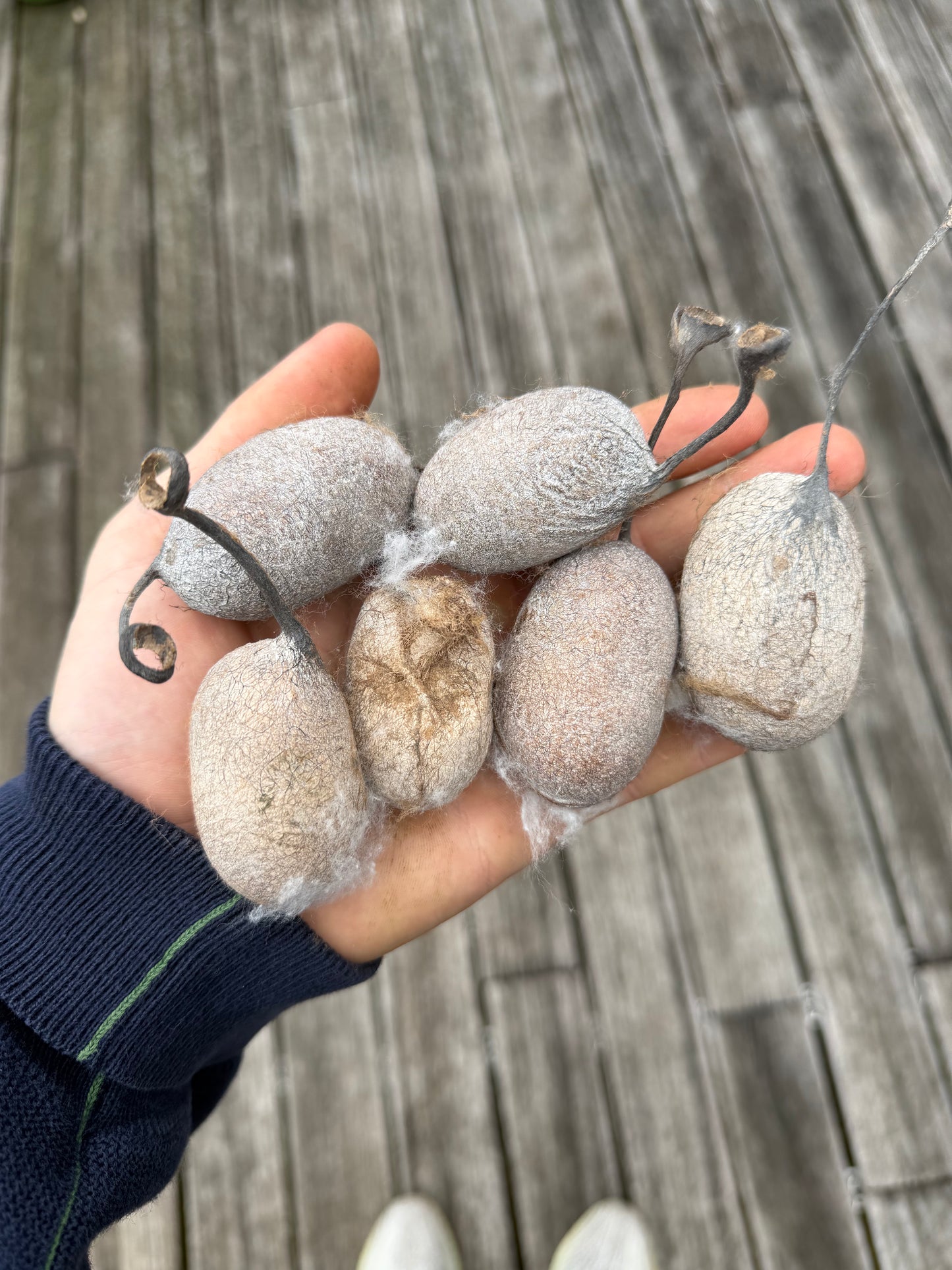 Antheraea mylitta cocoons
