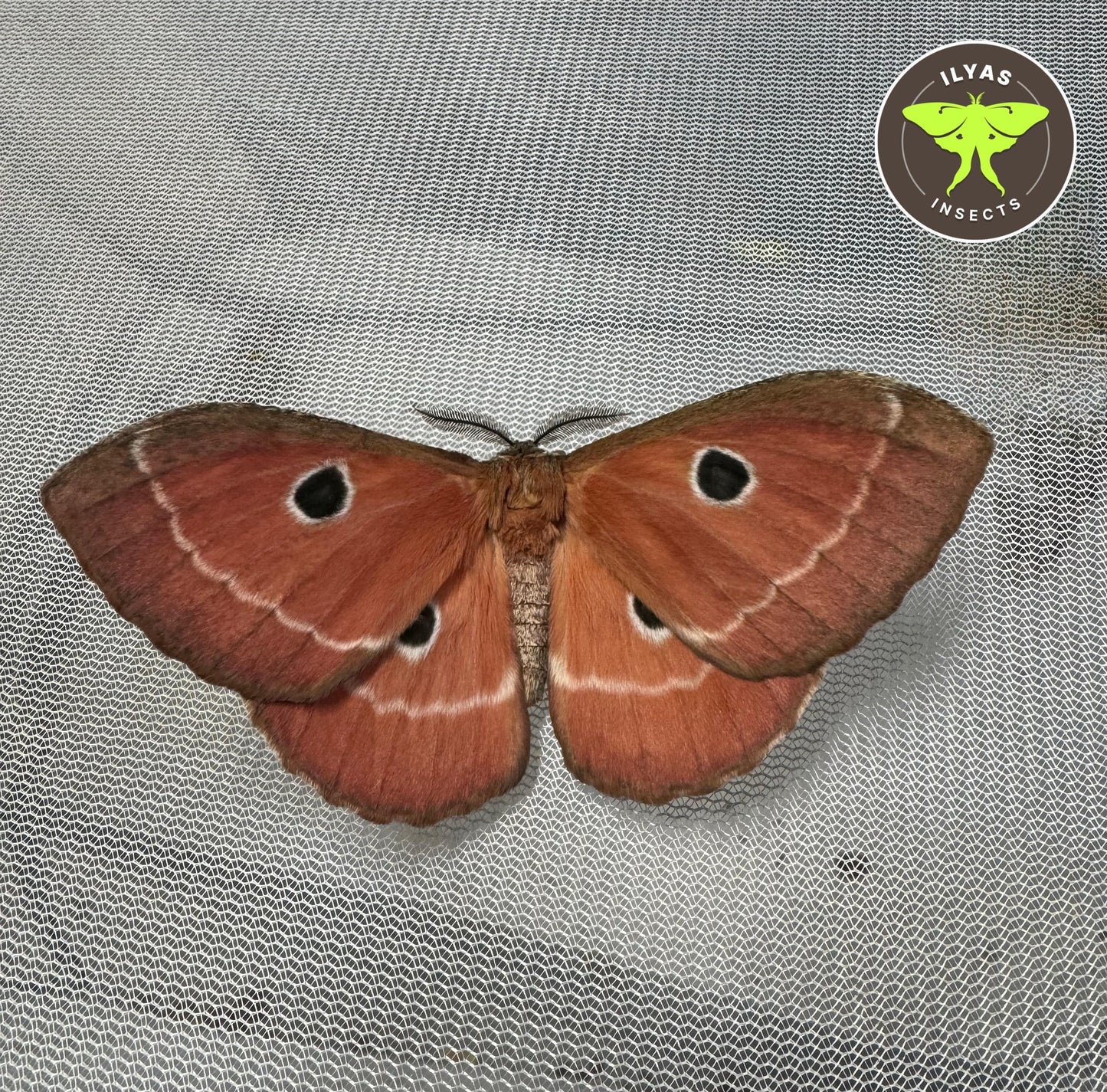 Melanocera menippe