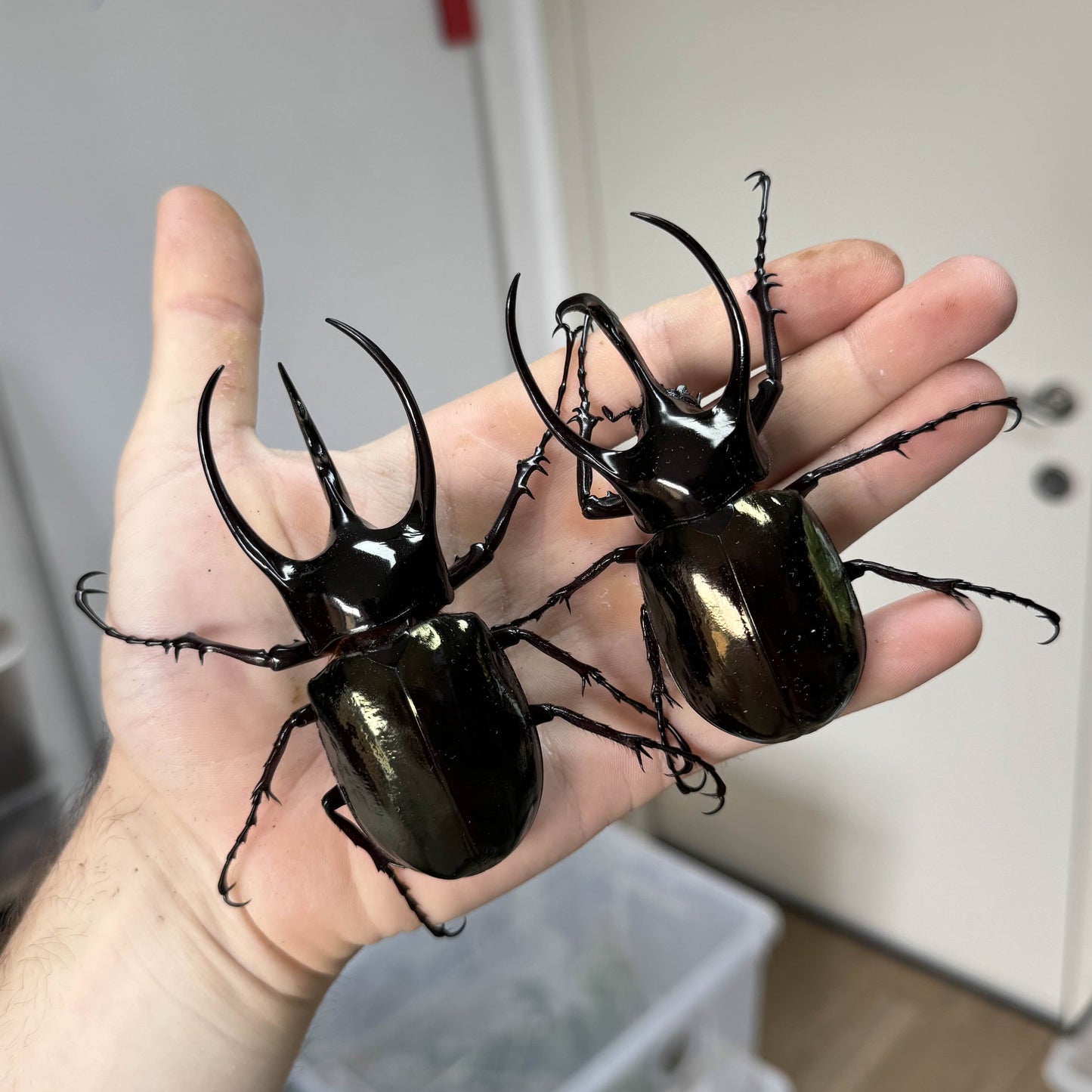 Chalcosoma causasus