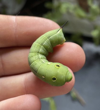 Hippotion celerio