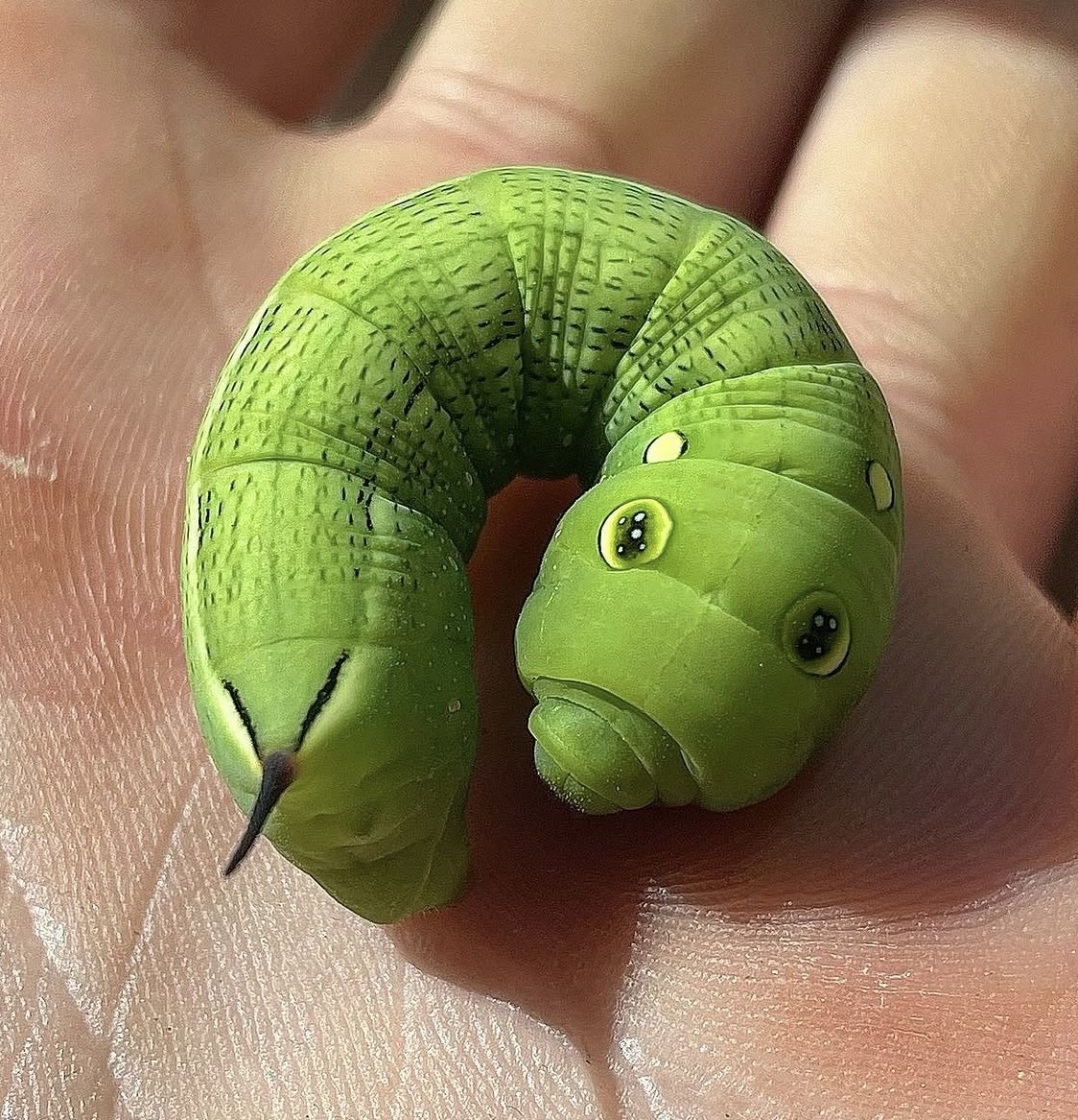 Hippotion celerio