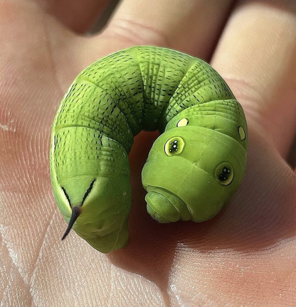 Hippotion celerio