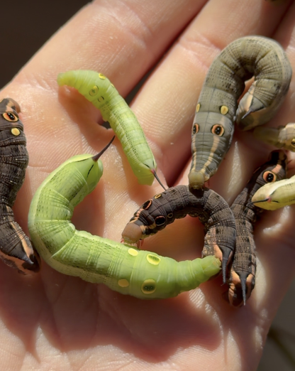 Hippotion celerio