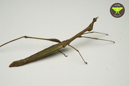 Apiocelis sp Peru