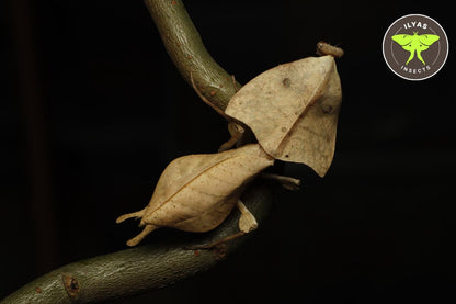 Deroplatys gorochovi