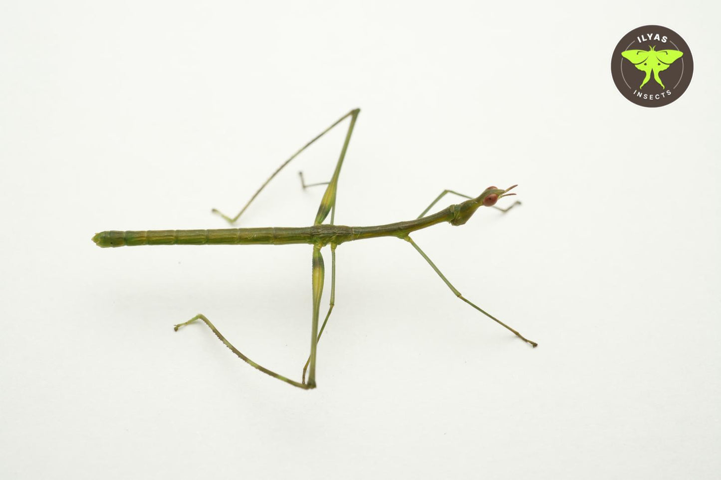 Apiocelis sp Peru