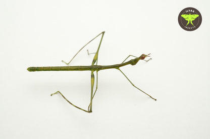 Apiocelis sp Peru
