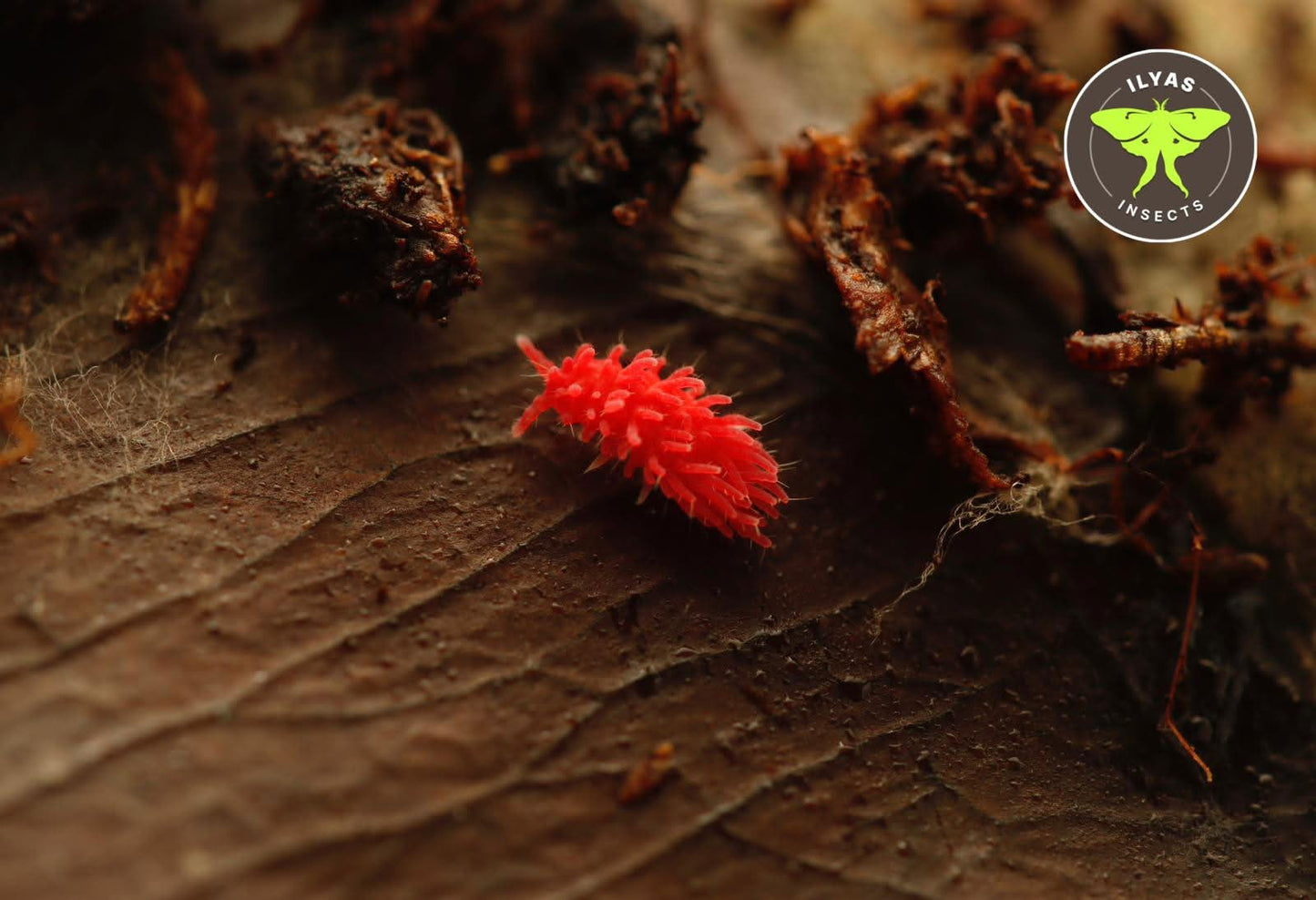 Rambutanura sp. Thai Red Spiky