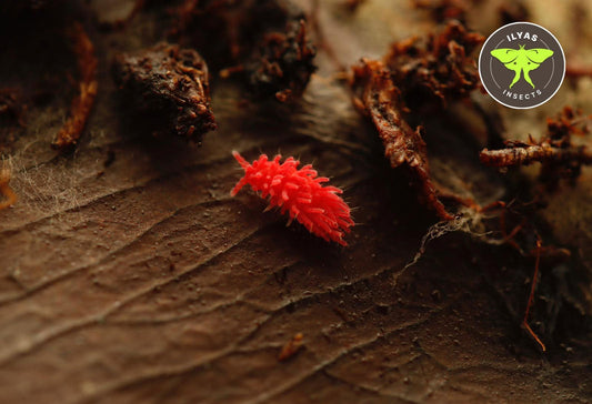 Rambutanura sp. Thai Red Spiky