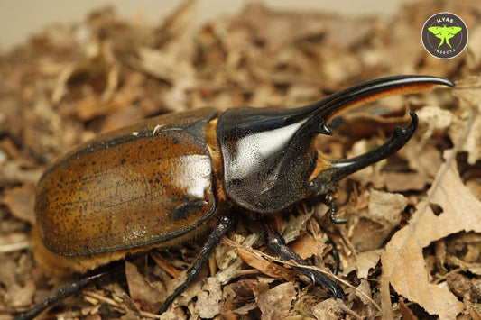 Dynastes hercules lichyi