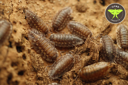Oniscus asellus "Madeira"