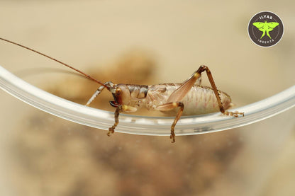 Dicranostomus nitidus