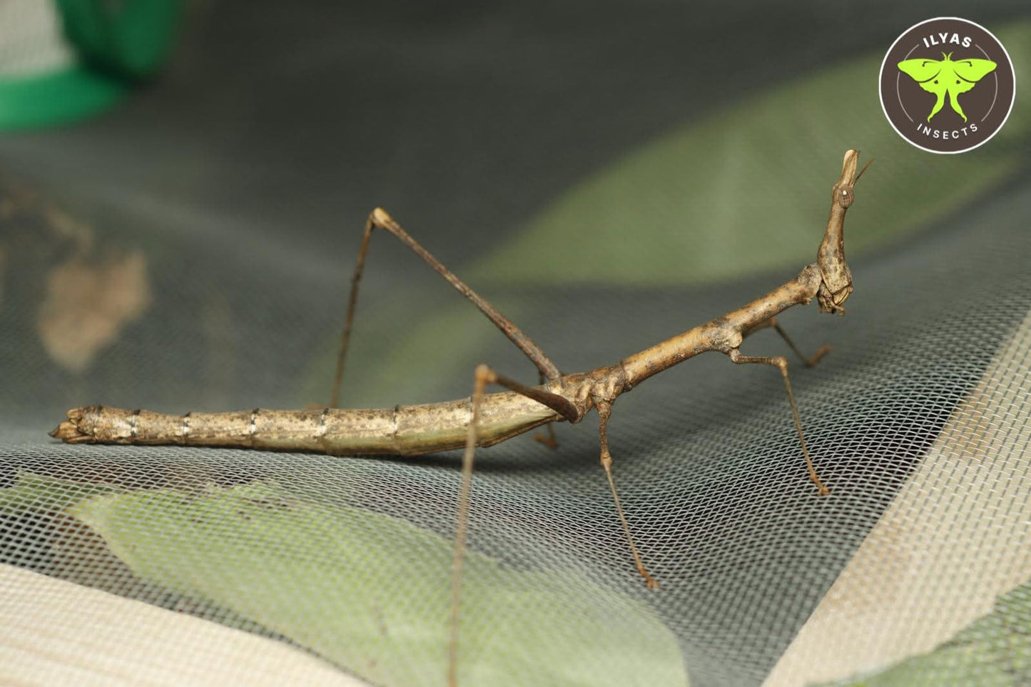 Pseudoproscopia scabra