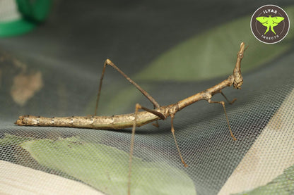 Pseudoproscopia scabra