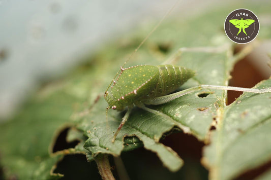 Phyllophora sp