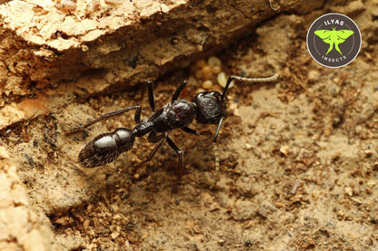 Paraponera clavata (Bullet ant)