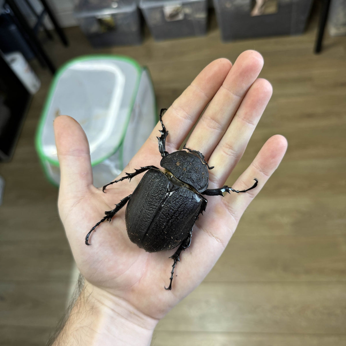 Megasoma actaeon – Ilyas Insects