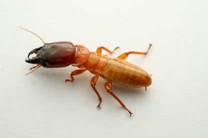 Asian Dampwood Termite (Hodotermopsis sjostedti)
