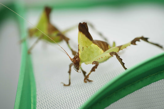Ancylecha fenestrata