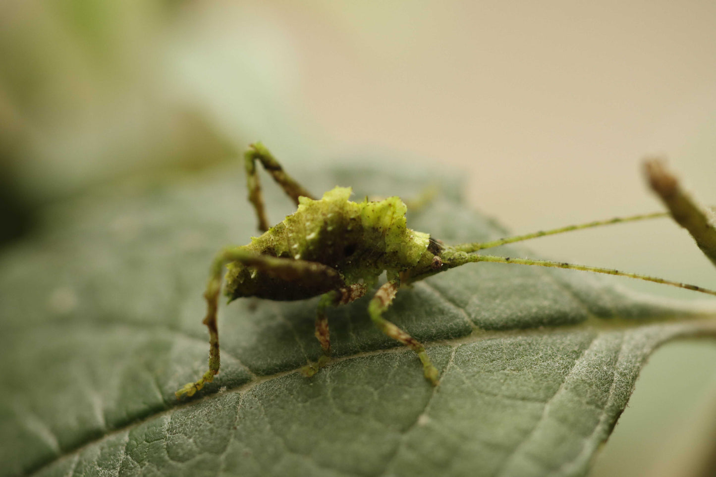 Typophyllum cf lunates
