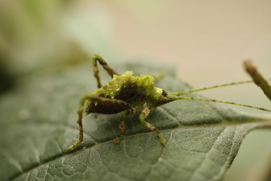 Typophyllum cf lunates