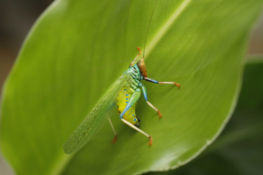 Vestria sp Green & Blue