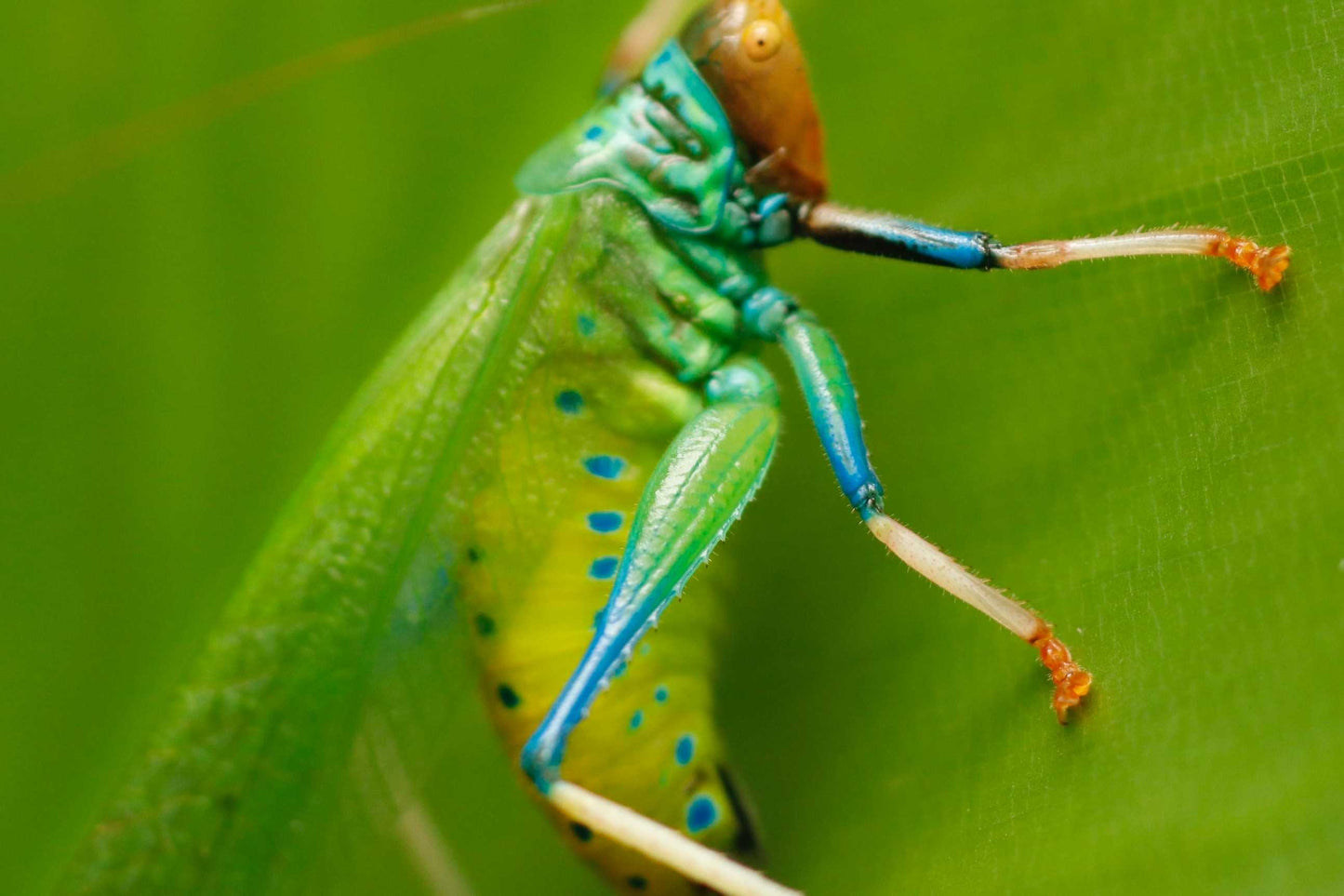 Vestria sp Green & Blue