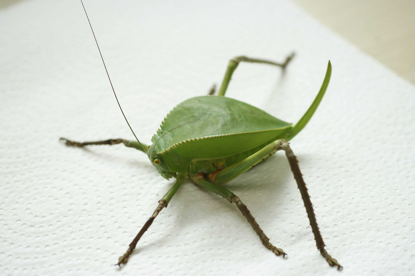 Siliquofera grandis
