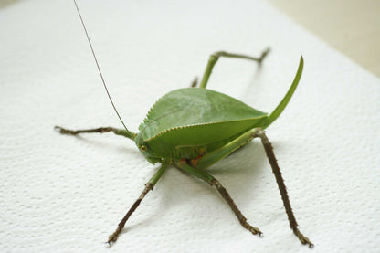 Siliquofera grandis