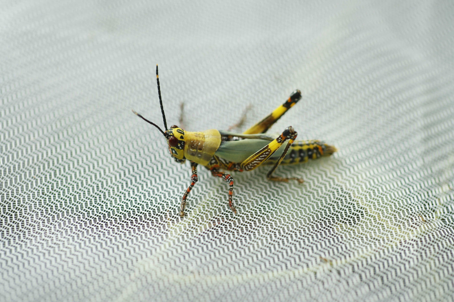 Zonocerus variegatus