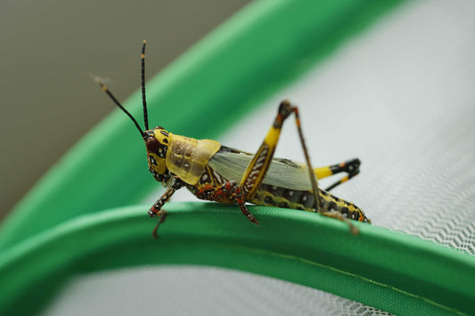 Zonocerus variegatus