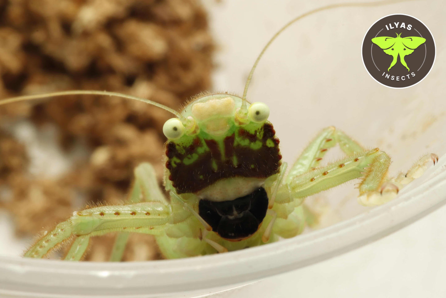 Lirometopum cf. coronatum (Black-faced Pitbull predatory katydid)