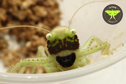 Lirometopum cf. coronatum (Black-faced Pitbull predatory katydid)