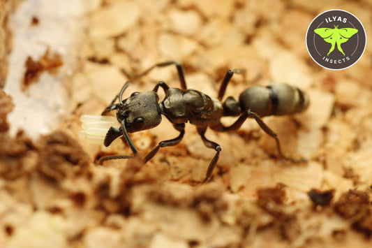 Neoponera villosa