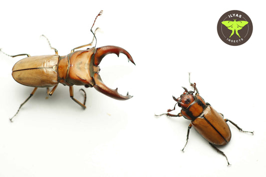 Cyclommatus mniszechi