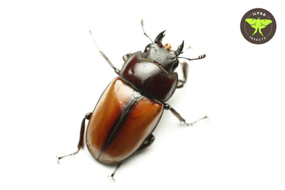 Prosopocoilus lafertei