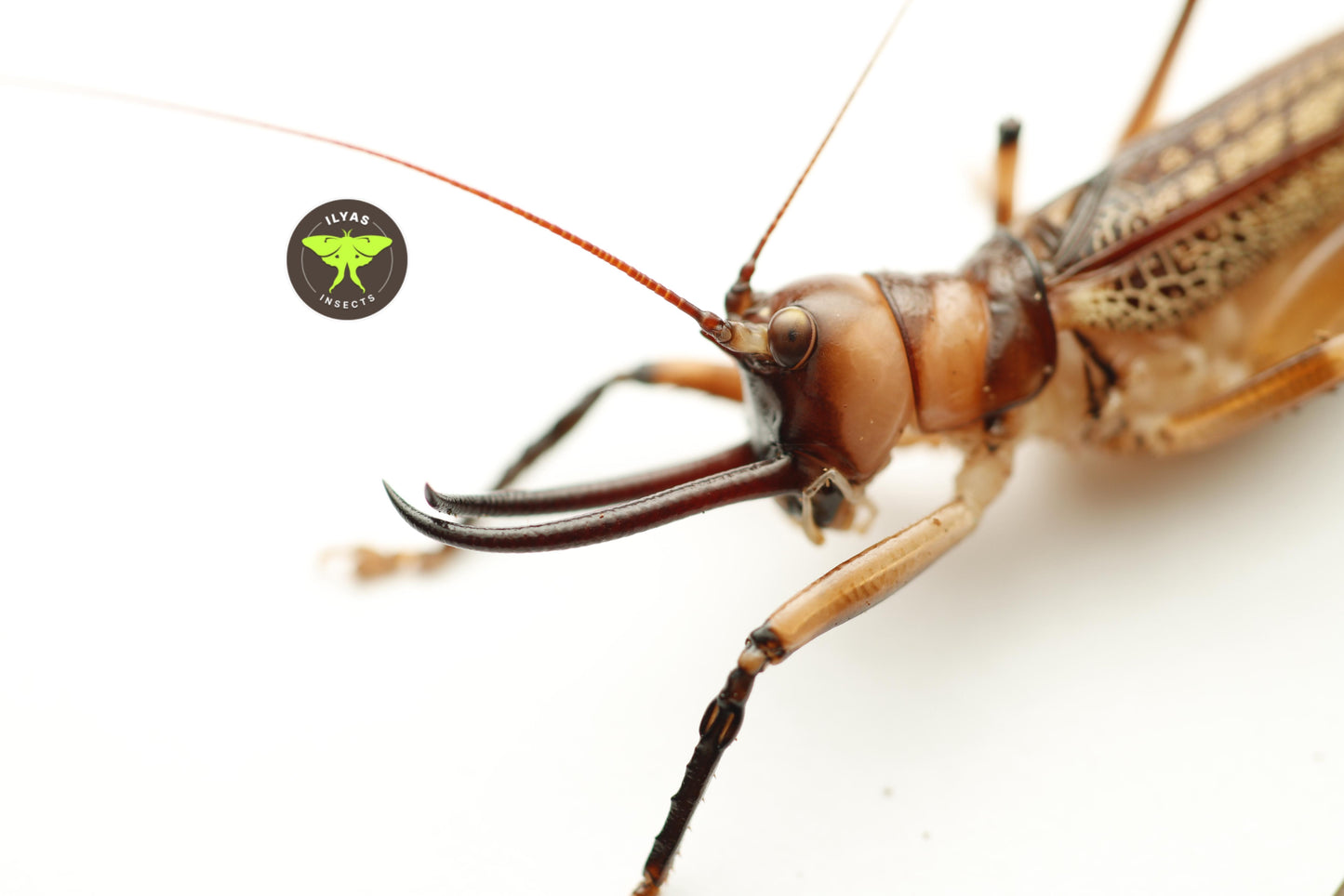 Dicranostomus nitidus