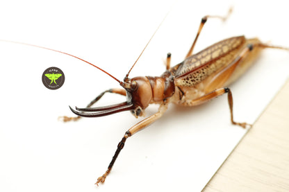 Dicranostomus nitidus
