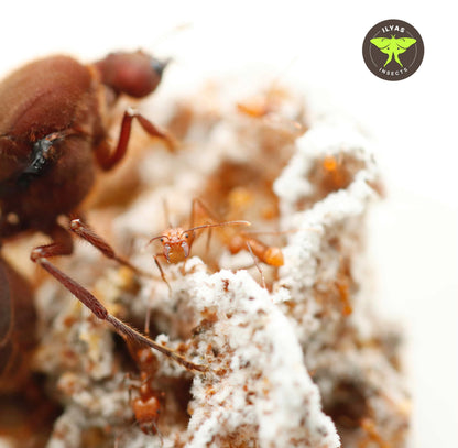 Atta cephalotes