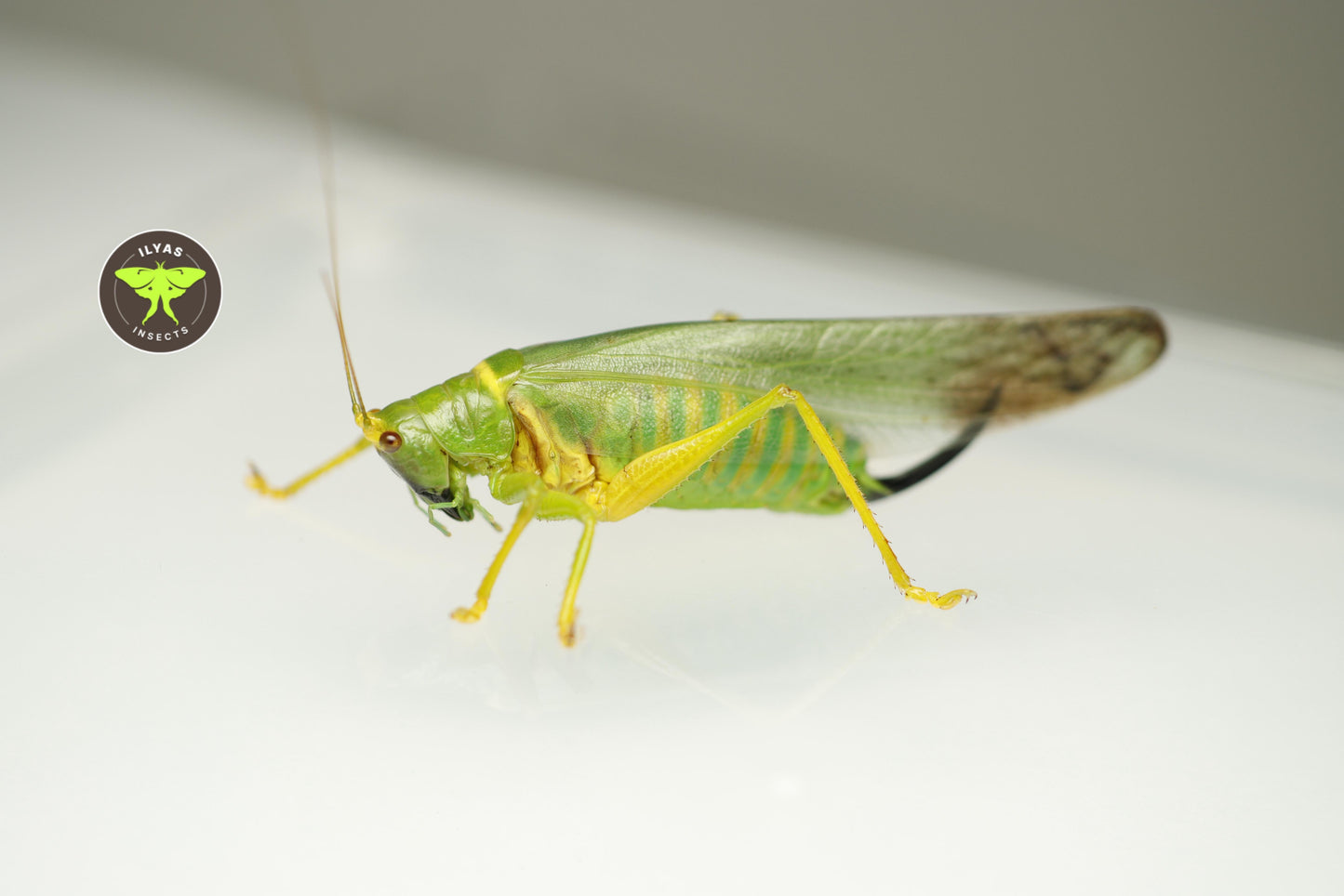 Vestria diademata
