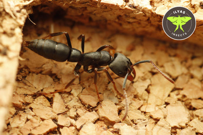 Pachycondylla cf impressa