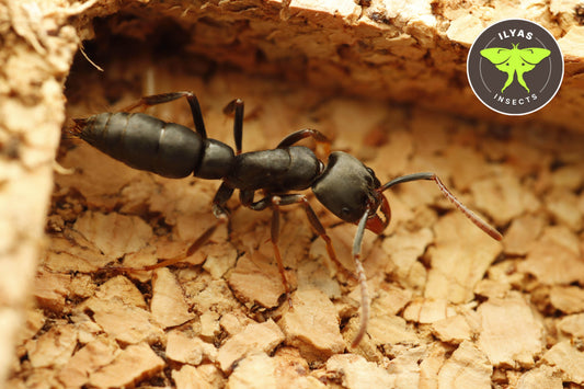 Pachycondylla cf impressa