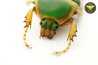 Stephanorrhina julia
