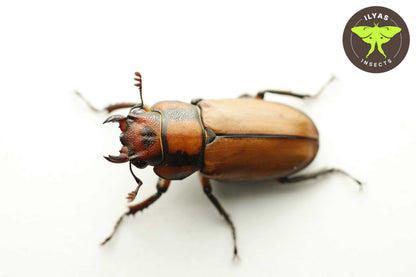 Cyclommatus mniszechi