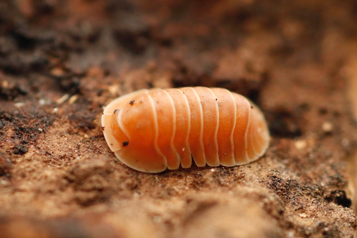 Ilyas Insects
