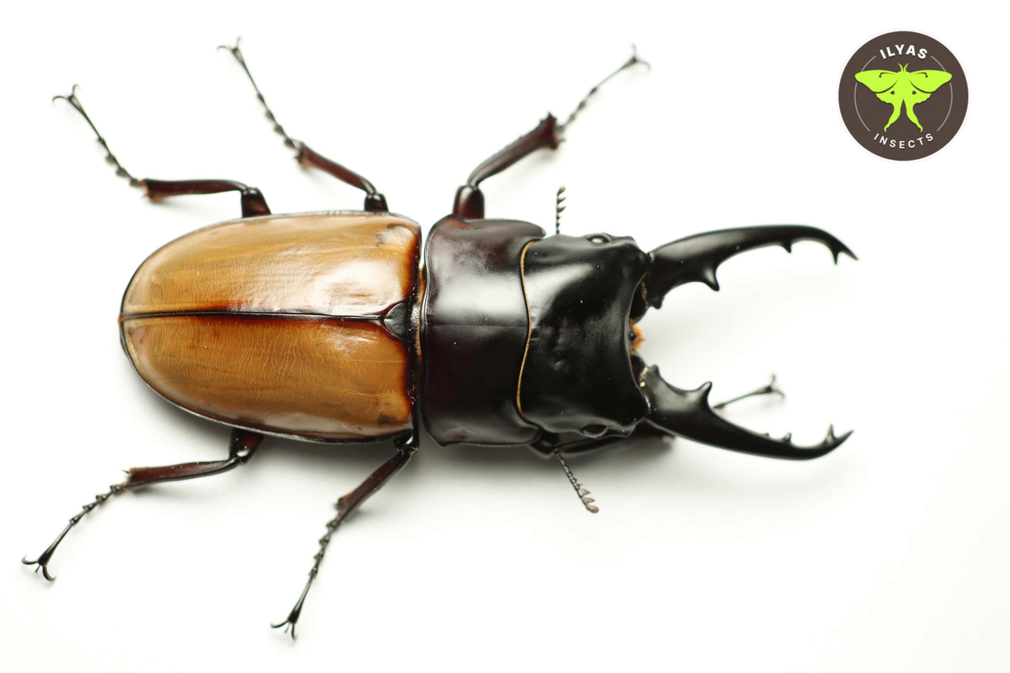 Prosopocoilus lafertei