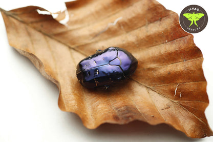 Protaetia elegans