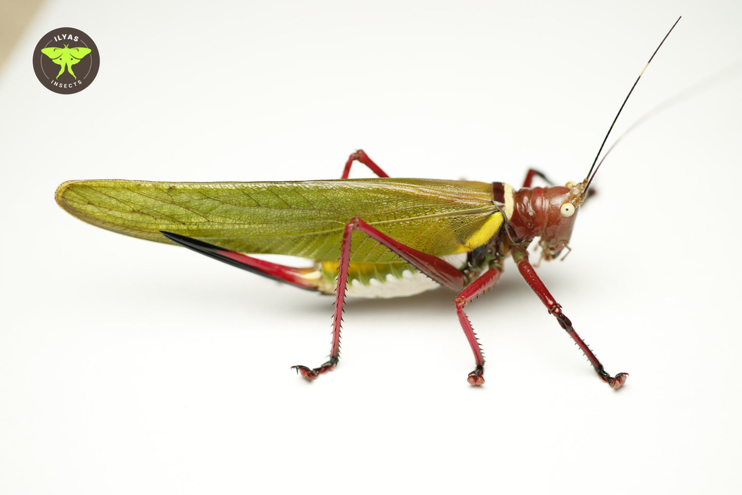 Moncheca spinifrons