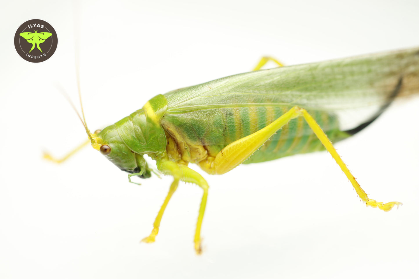 Vestria diademata