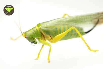 Vestria diademata